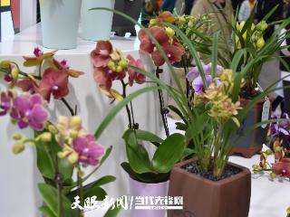 2025年全国农产品产销大会｜翁源兰花两天抢购一空