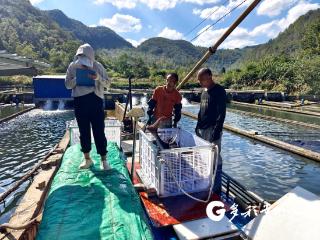 平塘鲟鱼再启海外之旅