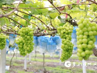 甜蜜预警！贵定这里的阳光玫瑰迎来采摘季