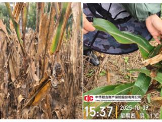 中华财险河南分公司：践行金融为民初心 以“快、简、暖”服务护航秋粮丰收
