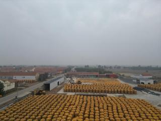 沾化区冯家镇：多策并举战阴雨 秋粮减损保归仓