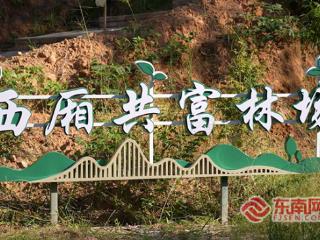 破题“小而散”！龙岩武平“共富林场”书写“两山”新答卷