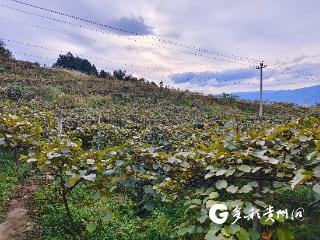 甜“猕”出山记——习水县永胜村猕猴桃从滞销到畅销的暖心接力