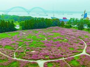 三桥湿地公园：粉色浪漫正当时