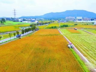 “零碳田园”水稻丰收