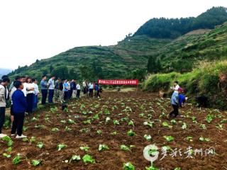 习水县桑木镇：五千亩油菜这样“安家”越冬