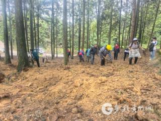 习水县坭坝乡：林下种药6000亩，探索振兴新路径
