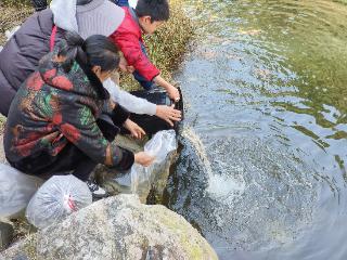 万尾赤鳞鱼“回归”泰山玉泉胜境