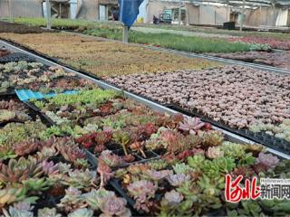 高邑：“线上+线下”热销 多肉植物助农增收