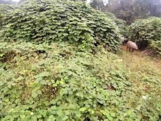 20余头生猪“越狱”急坏养殖户 南陵民警帮寻回
