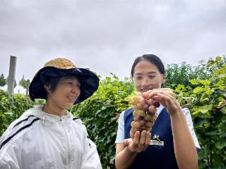 利津农商银行：助力“葡”就丰收画卷