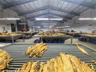 金叶铺就致富路，“顾家增收”两不误