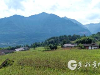 赤水市石堡乡再生高粱丰收在望