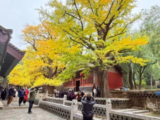 晋祠银杏披“金甲” 满园秋色醉游人