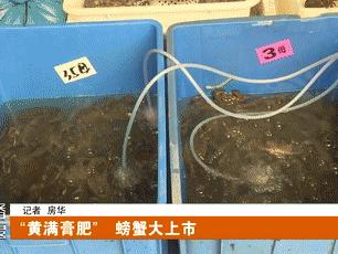 螃蟹在十堰集中上市，这份尝“蟹”指南请好收