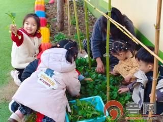 自然润童心 劳动伴成长——枣庄市薛城区实验小学幼儿园开展家园共育采摘活动