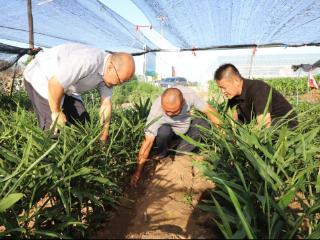 山东潍坊安丘市全域生态引领农业“品质变革”