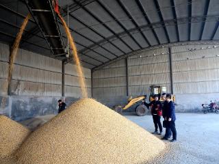 利津农商银行 “粮食收储贷”护航“三秋”生产