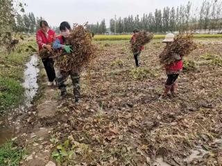 沂河新区相公街道志愿者齐心抢收“金豆豆”，守护困难老人的丰收希望！