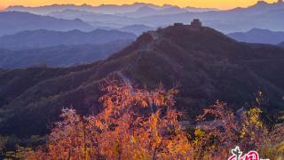 金山岭秋色如梦似幻 长城好事成“霜 ”喜从天降