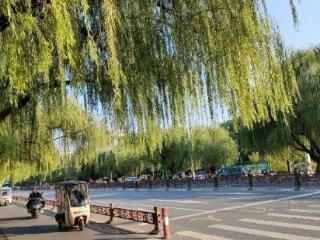阜阳将对百棵景观柳树“体检疗伤”