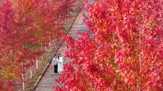 万亩秀林赏“枫”景 万亩秀林赏“枫”景