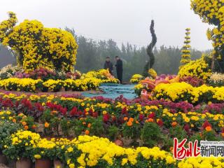 威县举办首届菊花展