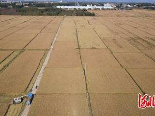 秦皇岛市抚宁区留守营镇规模种植水稻喜获丰收