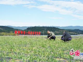“莓”香引才归 果蔬产业绘就乡村振兴新图景