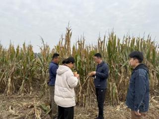 梁山县寿张集镇纪委：“监督+服务” 保障“三秋”生产