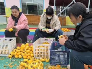 徐家楼街道王家店村泮河幼儿园举办“摘柿大作战”