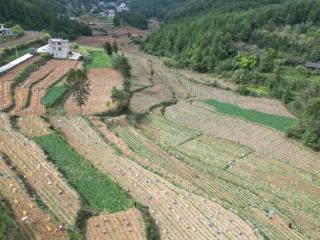 贵州思南：小红薯释放大能量 激发乡村产业新活力