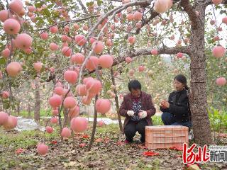 第三届内丘苹果采摘月启动