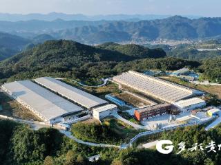 习水：“代养”模式筑牢生猪产业，农户增收致富有奔头
