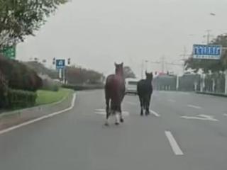 阜阳街头惊现两匹“溜达马”