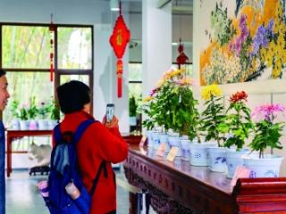 千盆菊花竞芬芳