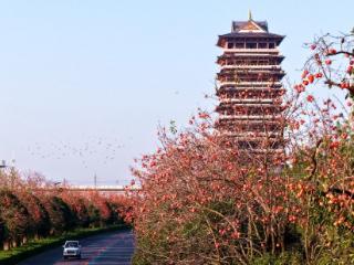 颍上百万斤柿子留给越冬鸟已20年