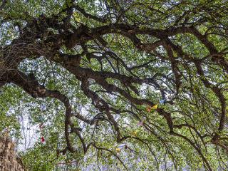 见过徐霞客，进过《山海经》，新密市有棵4000年奇树丨绿美河南有古树③