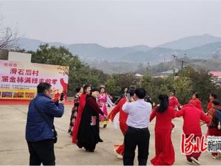 秦皇岛市抚宁区滑石后村首届“金柿满枝丰收季”活动启幕