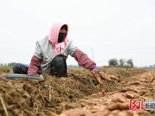 河北滦南：农旅绘新卷 产业助振兴