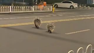 两只豪猪街头奔跑，南京市红山森林动物园工作人员回应：暂未听说有豪猪出逃