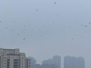 合肥一小区上空出现大批东方白鹳