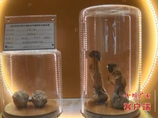 湖北首个！记者探访汉师大型菌物自然科技资源库