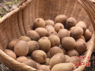 果香溢满园！竹山官渡桃园村猕猴桃俏卖