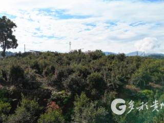 花果同枝！赤水这里正在丰收