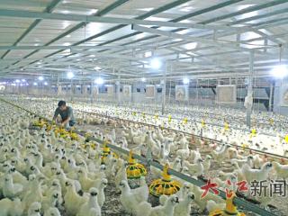 江西13个畜禽品种入选“国家级”（图）