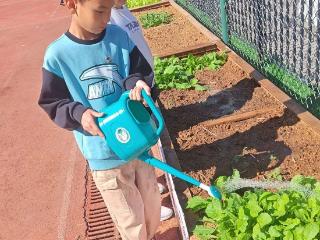 耕耘绿意，守护成长——济南高新区凤凰路小学“小凤宝生态科技农耕园”养护记