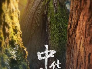 建立古树的“影像档案”，纪录片《中华古树》开播