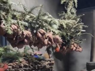 92岁老人将厨房打理的像咖啡屋 孙女：爷爷一直爱整洁