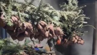 92岁老人将厨房打理的像咖啡屋 孙女：爷爷一直爱整洁